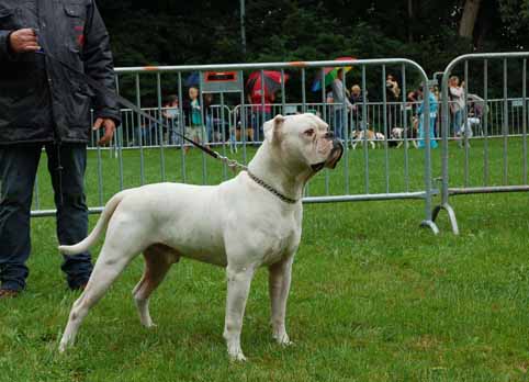 amerikaanse bulldog